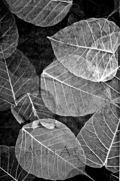 167276_152598511460044_6119055_n